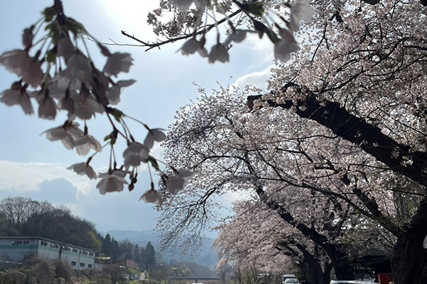 🌸　桜満開　🌸