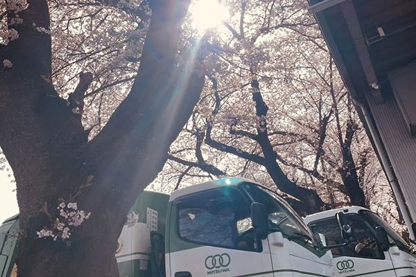 🌸　桜満開　🌸