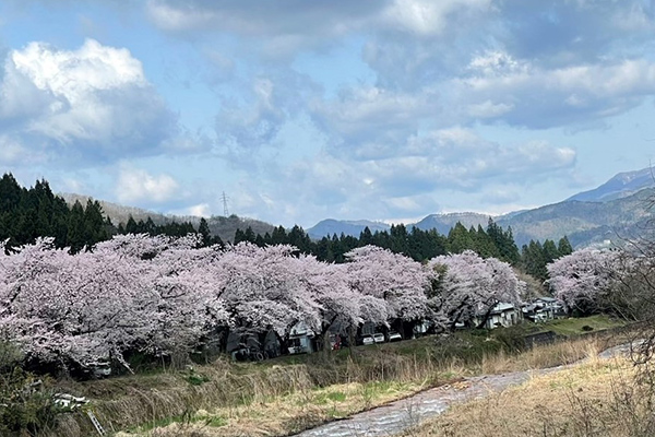 🌸　桜満開　🌸